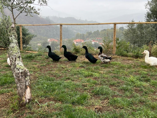 Os animais da quintinha_1