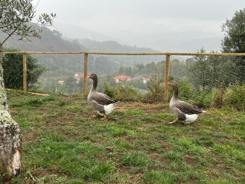 Os animais da quintinha_10
