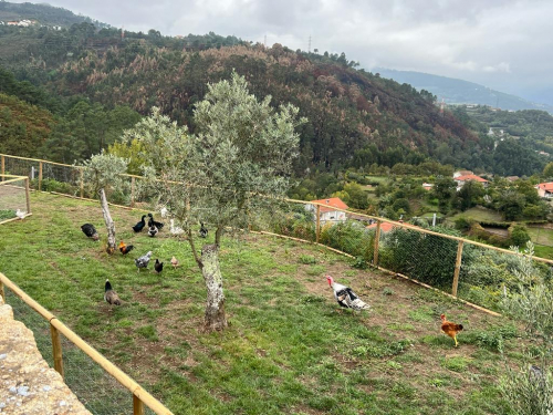 Os animais da quintinha_3