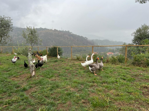 Os animais da quintinha_4