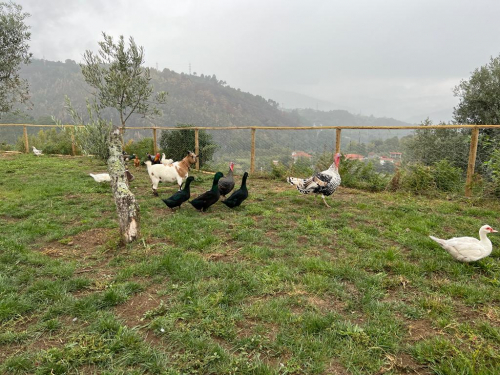 Os animais da quintinha_5