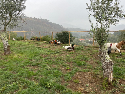 Os animais da quintinha_6