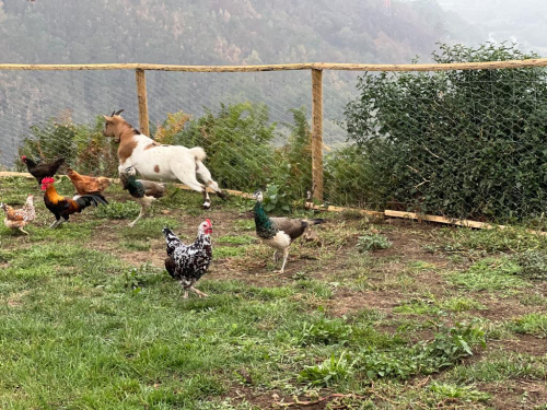 Os animais da quintinha_7