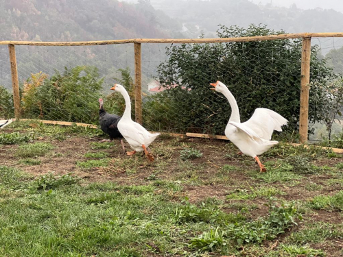 Os animais da quintinha_8