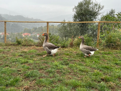 Os animais da quintinha_9